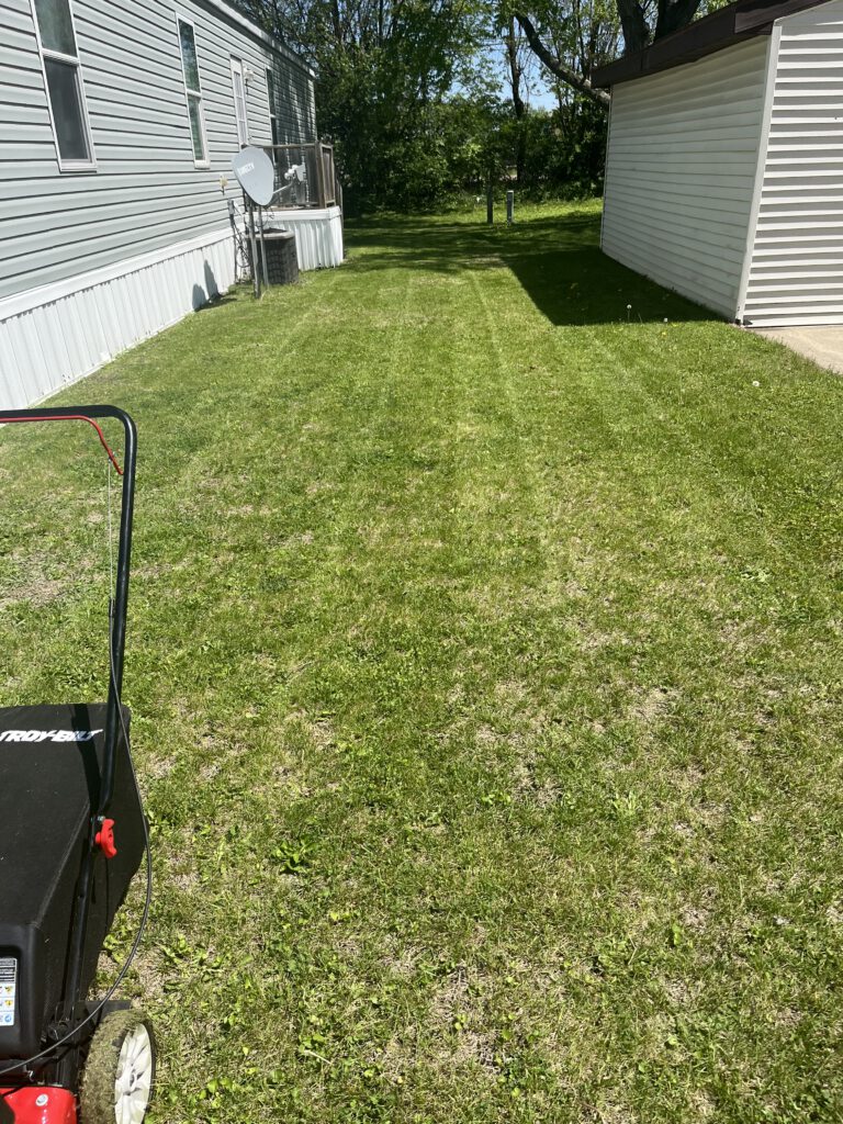 Backyard photo
